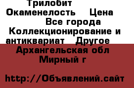 Трилобит Asaphus. Окаменелость. › Цена ­ 300 - Все города Коллекционирование и антиквариат » Другое   . Архангельская обл.,Мирный г.